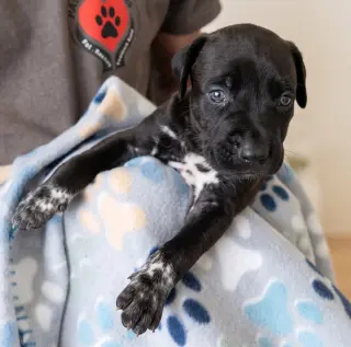 Jet