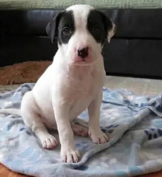 Jax
