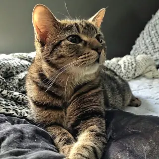 Rambo
