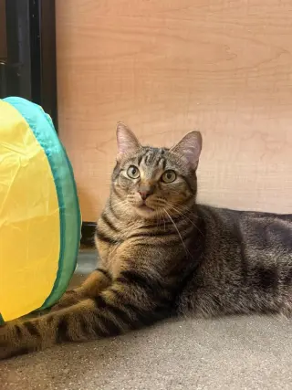 Rambo