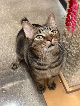 Rambo