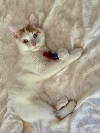 Vito