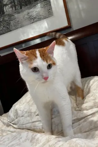 Vito