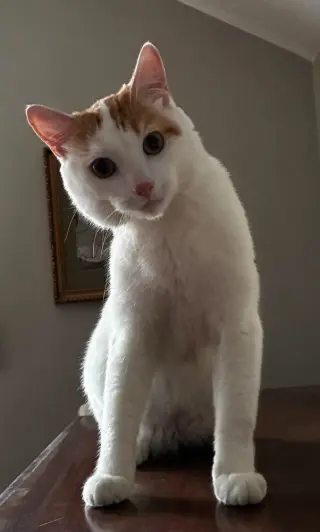 Vito