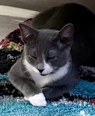 Kitten: Xylo