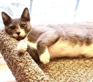 Kitten: Xylo