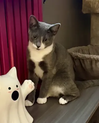 Kitten: Xylo