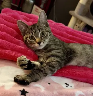 Kitten: Xtra *BONDED PAIR with Xyla*