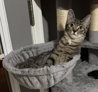 Kitten: Xtra *BONDED PAIR with Xyla*