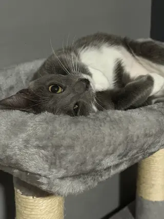 Kitten: Xyla *BONDED PAIR with Xtra*