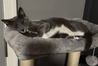 Kitten: Xyla *BONDED PAIR with Xtra*