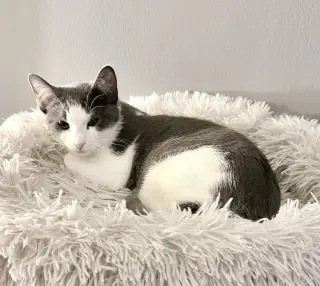 Kitten: XimXim