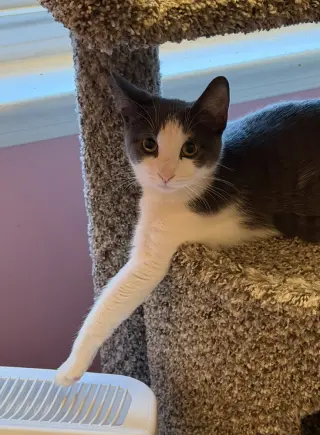 Kitten: XimXim