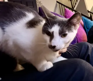 Kitten: Ximi