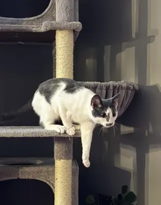 Kitten: Ximi