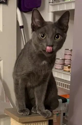 Kitten: Xander