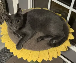 Kitten: Xander
