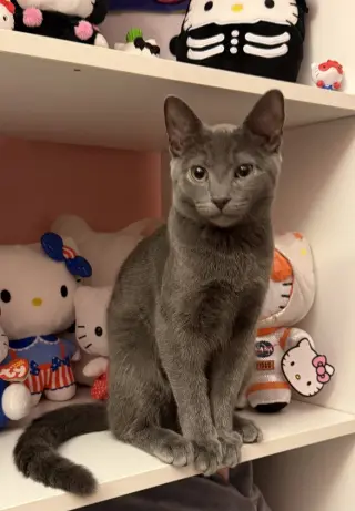 Kitten: Xander