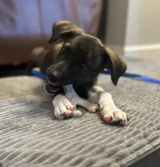 Junior