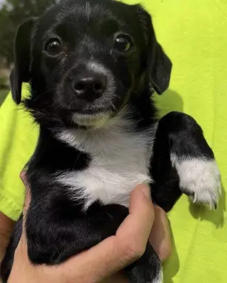 Elsa