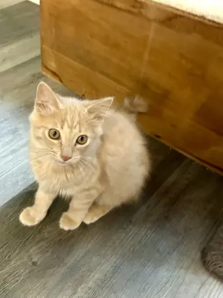 Marigold