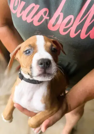 Eli