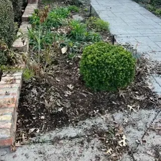 Landscaping Profesional