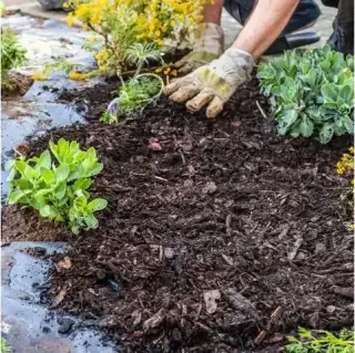 Landscaping Profesional