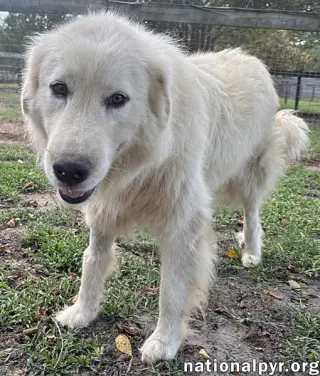 Ghost in GA - Sweet, Loving & Gentle!