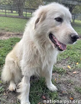 Ghost in GA - Sweet, Loving & Gentle!