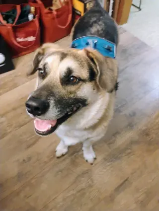 Augie