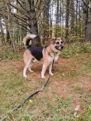 Augie