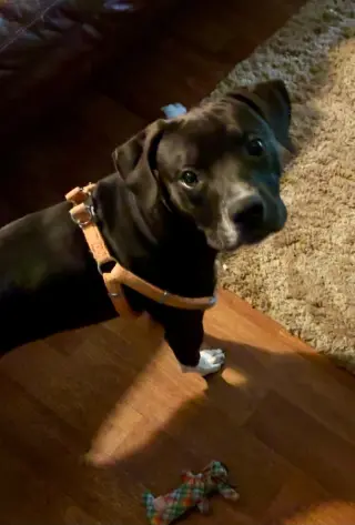 Zeus