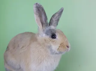 Nannette