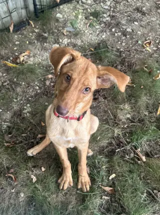 Dobby