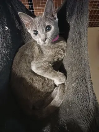 Diva