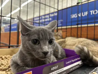 Diva