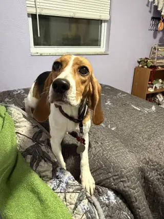 Laila Sniffs