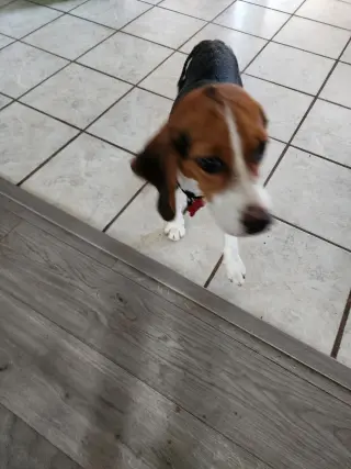 Sophia Sniffs