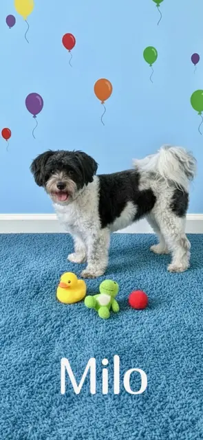 Milo