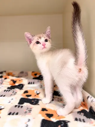 Oliver