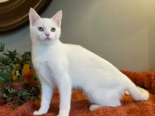 Fiona