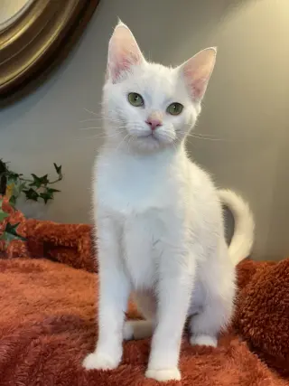 Fiona