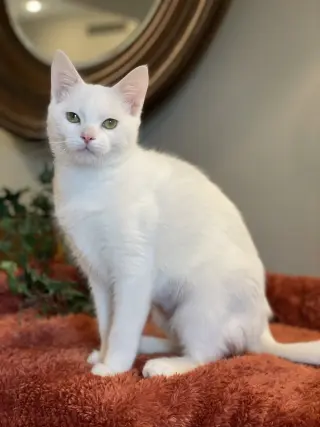 Fiona