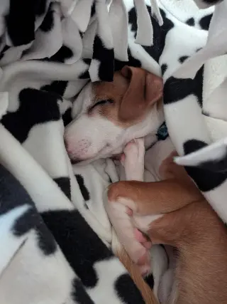 Yoshi