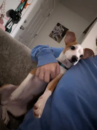 Yoshi