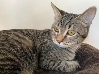 Squeekie