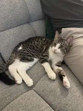 Louie