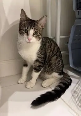 Louie