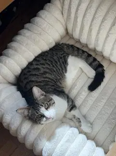 Louie